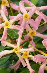 Trachelospermum jasminoides 'Pink Showers' |