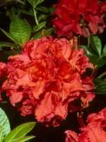 Rhododendron (Azalea) knaphill RED