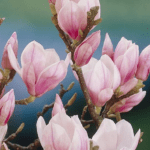 Μαγνόλια – Magnolia sulagiana