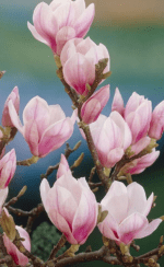Μαγνόλια – Magnolia sulagiana