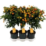 Lantana Camara Simon Stem - Orange - Image 2