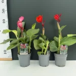 Canna Cannova