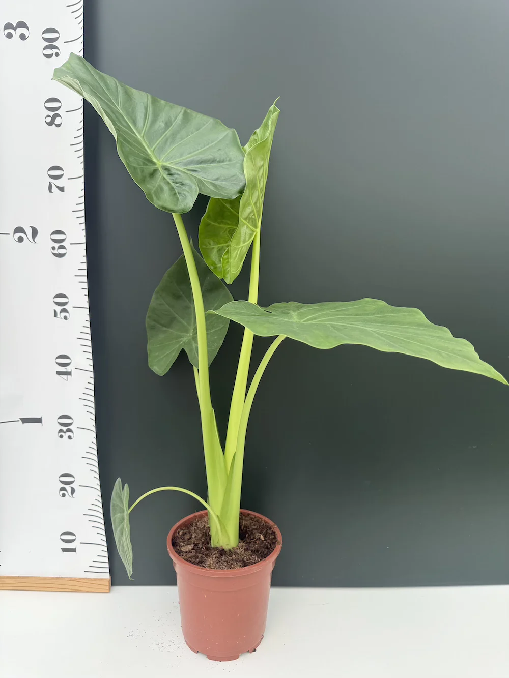 IMG_6436 Alocasia macrorrhiza - Image 1