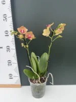 Phalaenopsis - Penny Love - Image 2