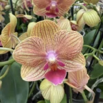 Phalaenopsis - Penny Love