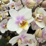 Phalaenopsis -San Jose