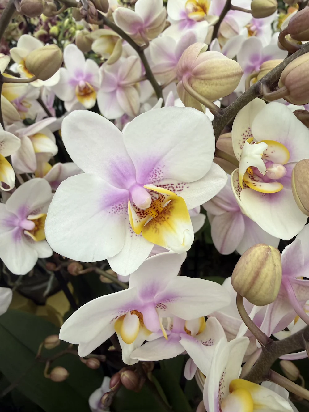 IMG_6448 Phalaenopsis -San Jose - Image 1
