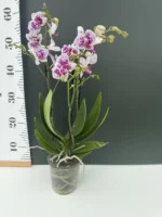 Phalaenopsis - MF Little Doll - Image 2