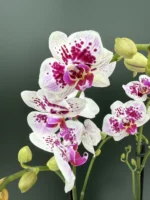 Phalaenopsis - MF Little Doll