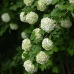 Snowball Viburnum - Viburnum opulus - Image 2