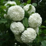 Snowball Viburnum - Viburnum opulus