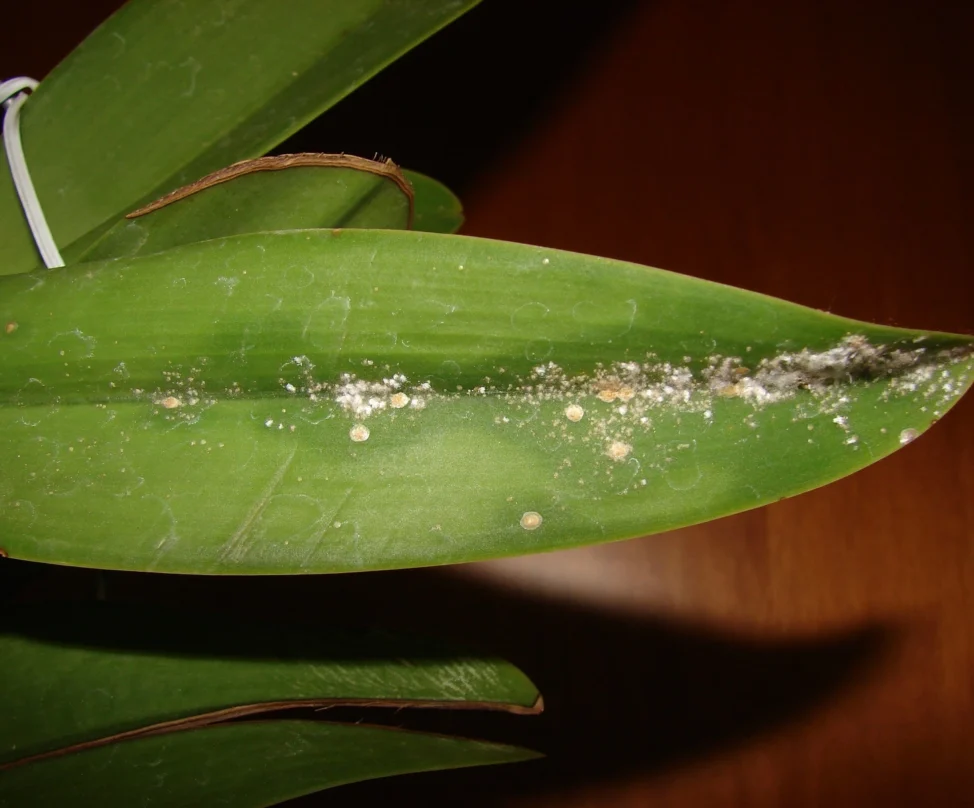 scale on cattleya &bull; Ελληνικές Ορχιδέες &bull; Μοναδικές ορχιδέες με στυλ και αρώματα!