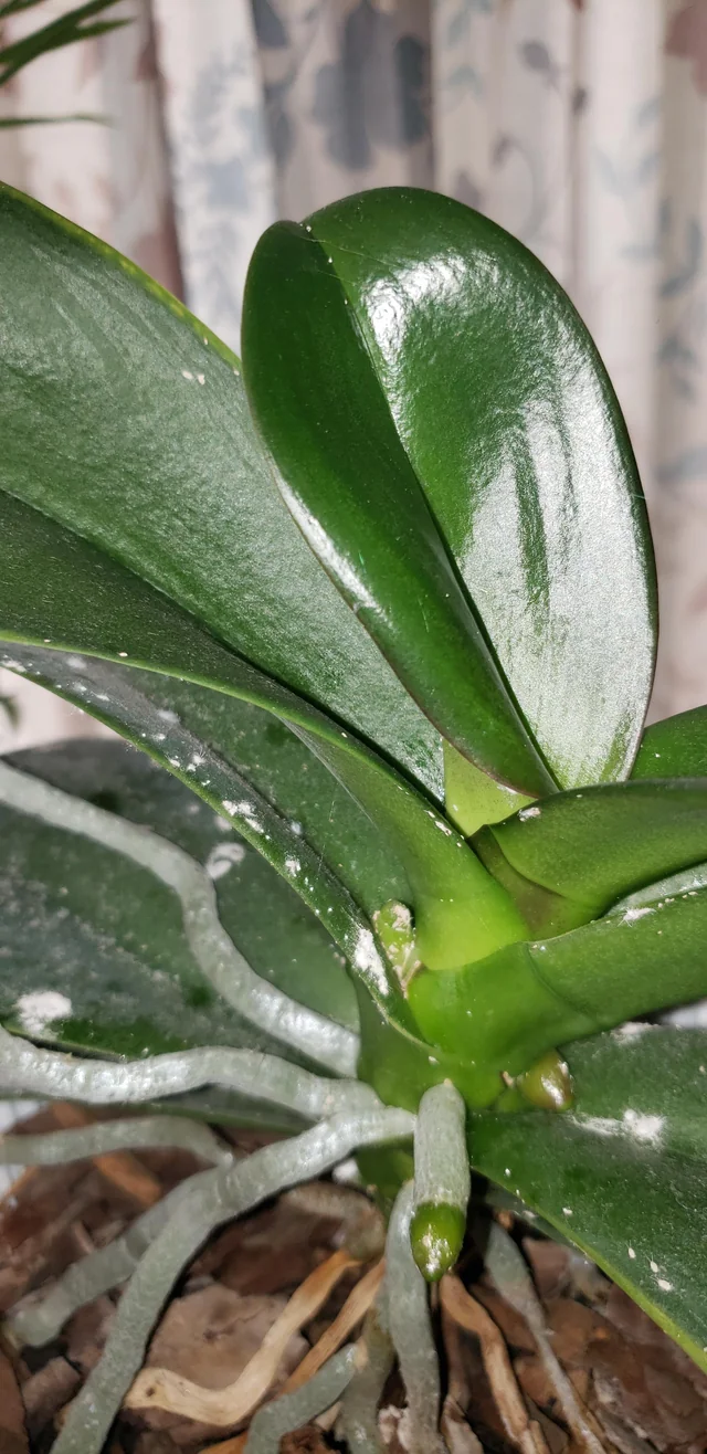 there is a white fuzz on my orchid is it mold or bugs v0 rvr8j06v0en51 &bull; Ελληνικές Ορχιδέες &bull; Μοναδικές ορχιδέες με στυλ και αρώματα!