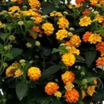 Lantana Camara Simon Stem - Orange