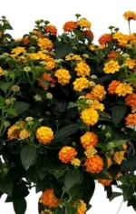 Lantana Camara Simon Stem - Orange
