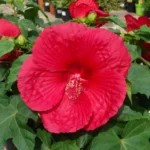 Hibiscus Moscheutos 'Oak Red'