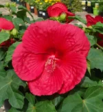 Hibiscus Moscheutos 'Oak Red'