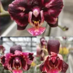 Phalaenopsis Miki Big Bang Voodoo '3573'
