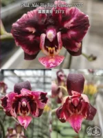Phalaenopsis Miki Big Bang Voodoo '3573'