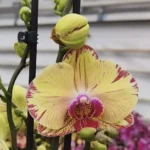 Phalaenopsis - Iris