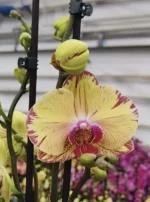 Phalaenopsis - Iris