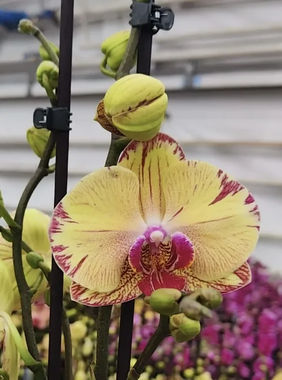 60af9891-df38-43ff-adbb-b523fc98919d Phalaenopsis - Iris - Image 1