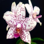 Phalaenopsis Brother Prince 'Hai Tony'