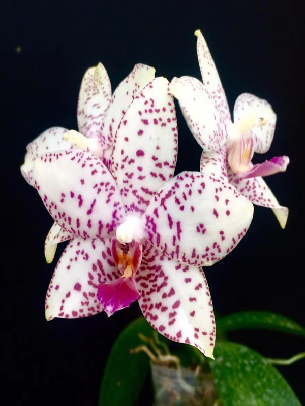Brother-Prince-Hai-Tony Phalaenopsis Brother Prince 'Hai Tony' - Image 1
