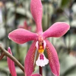 Phalaenopsis Bronze Maiden 'Rio'