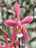 Phalaenopsis Bronze Maiden 'Rio'