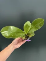 Phalaenopsis speciosa 'Purple Coffee' x sib - Image 2
