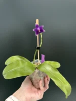 Phalaenopsis Violacea var. Indigo 'Jiaho Blue Moon' - Image 2