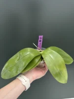 Phalaenopsis Yaphon All Friends '724' x Speciosa 'Purple' - Image 2