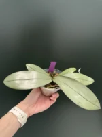 Phalaenopsis Bronze Maiden 'Rio' - Image 2