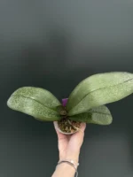 Phalaenopsis Philippinensis x Schilleriana - Image 2