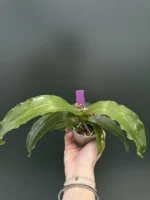 Phalaenopsis Lueddemanniana var. coeruela x sib - Image 2