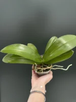 Phalaenopsis Lueddemanniana x sib (Long Pedicels) - Image 2