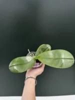 Phalaenopsis Timothy Christopher x Bellina - Image 2