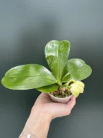 Phalaenopsis Patti Lee 'So Fragrant No Friends' - Image 2