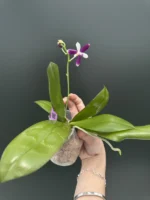 Phalaenopsis Tetraspis x Violacea var. indigo - Image 2