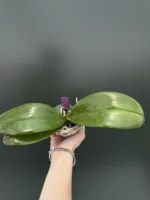 Phalaenopsis Miro Sun Beauty '3521' - Image 2