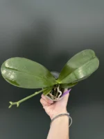 Phalaenopsis Meiderland Nice Spots 'Miro' - Image 2