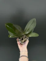 Phalaenopsis Miki Big Bang Voodoo '3573' - Image 2