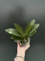 Phalaenopsis Miki Fire Bat 'Tanjirou' - Image 2