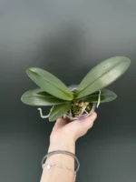 Phalaenopsis Miki Fantasy (2 Eyes) - Image 2