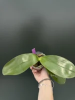 Phalaenopsis Yaphon Black Rose - Image 2
