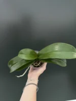 Phalaenopsis Fangmei Black Piano x Miki Sakura '1327' - Image 2