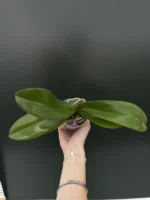 Phalaenopsis Younghome Sunday - Image 2