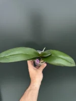 Phalaenopsis SOGO on the Mauve - Image 2