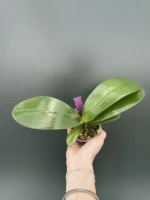 Phalaenopsis Brother Prince 'Hai Tony' - Image 2